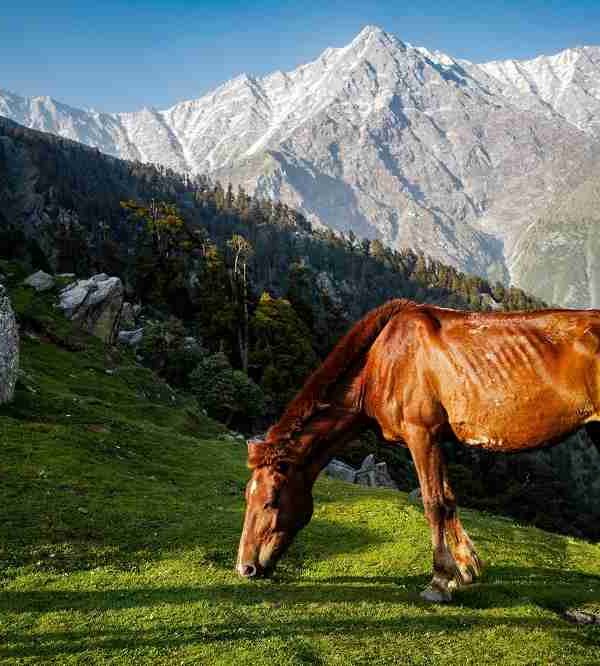 Himachal Pardesh