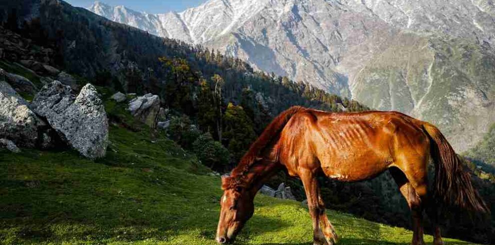 Himachal Pardesh