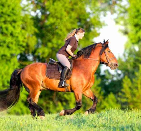 Horse Riding by Bhaderkashi Expedition